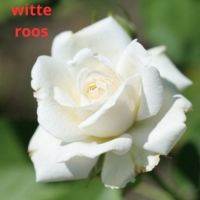 witte-roos1